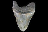 Bargain, Megalodon Tooth - North Carolina #82920-2